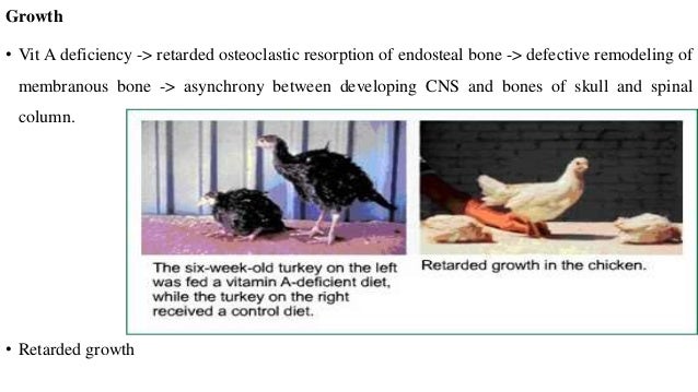 pathology of vitamin A deficiency in poultry