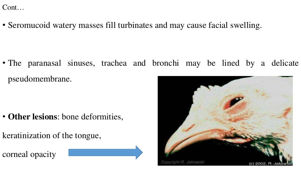 pathology of vitamin A deficiency in poultry