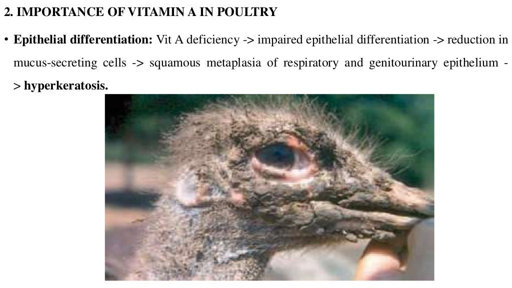 pathology of vitamin A deficiency in poultry