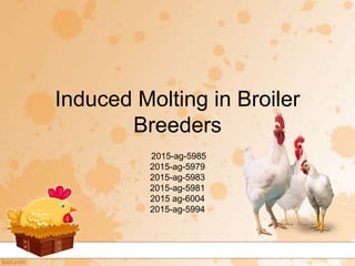 Induced Molting in Broiler
Breeders
2015-ag-5985
2015-ag-5979
2015-ag-5983
2015-ag-5981
2015 ag-6004
2015-ag-5994
 