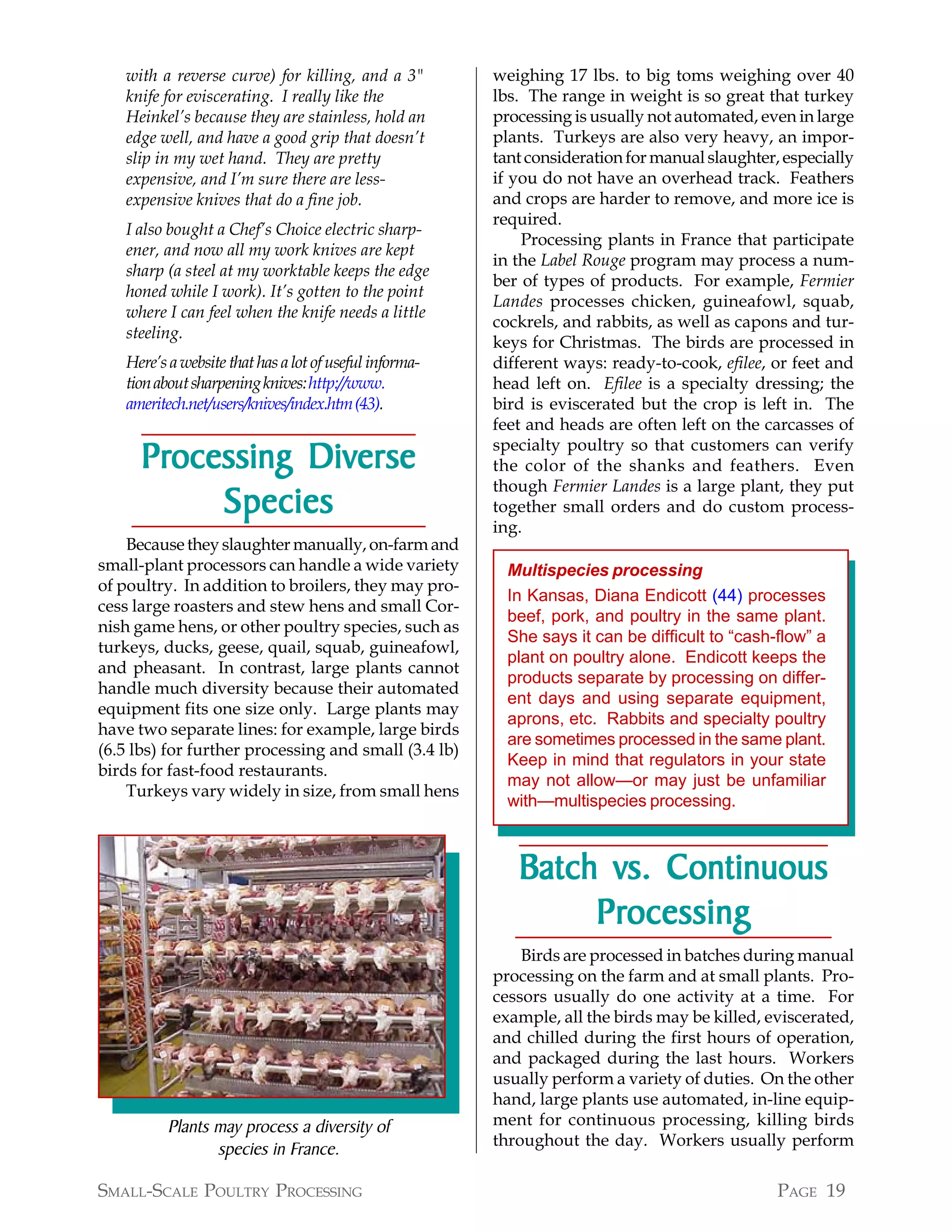 with a reverse curve) for killing, and a 3"          weighing 17 lbs. to big toms weighing over 40
   knife for eviscerating. I really like the            lbs. The range in weight is so great that turkey
   Heinkel’s because they are stainless, hold an        processing is usually not automated, even in large
   edge well, and have a good grip that doesn’t         plants. Turkeys are also very heavy, an impor-
   slip in my wet hand. They are pretty                 tant consideration for manual slaughter, especially
   expensive, and I’m sure there are less-              if you do not have an overhead track. Feathers
   expensive knives that do a fine job.                 and crops are harder to remove, and more ice is
                                                        required.
   I also bought a Chef’s Choice electric sharp-
                                                            Processing plants in France that participate
   ener, and now all my work knives are kept
                                                        in the Label Rouge program may process a num-
   sharp (a steel at my worktable keeps the edge
                                                        ber of types of products. For example, Fermier
   honed while I work). It’s gotten to the point
                                                        Landes processes chicken, guineafowl, squab,
   where I can feel when the knife needs a little
                                                        cockrels, and rabbits, as well as capons and tur-
   steeling.
                                                        keys for Christmas. The birds are processed in
   Here’s a website that has a lot of useful informa-   different ways: ready-to-cook, efilee, or feet and
   tion about sharpening knives: http://www.            head left on. Efilee is a specialty dressing; the
   ameritech.net/users/knives/index.htm (43).           bird is eviscerated but the crop is left in. The
                                                        feet and heads are often left on the carcasses of

      Processing Diverse
      Processing                                        specialty poultry so that customers can verify
                                                        the color of the shanks and feathers. Even
                                                        though Fermier Landes is a large plant, they put
           Species                                      together small orders and do custom process-
                                                        ing.
    Because they slaughter manually, on-farm and
small-plant processors can handle a wide variety          Multispecies processing
of poultry. In addition to broilers, they may pro-
                                                          In Kansas, Diana Endicott (44) processes
cess large roasters and stew hens and small Cor-
                                                          beef, pork, and poultry in the same plant.
nish game hens, or other poultry species, such as
                                                          She says it can be difficult to “cash-flow” a
turkeys, ducks, geese, quail, squab, guineafowl,
                                                          plant on poultry alone. Endicott keeps the
and pheasant. In contrast, large plants cannot
                                                          products separate by processing on differ-
handle much diversity because their automated
                                                          ent days and using separate equipment,
equipment fits one size only. Large plants may
                                                          aprons, etc. Rabbits and specialty poultry
have two separate lines: for example, large birds
                                                          are sometimes processed in the same plant.
(6.5 lbs) for further processing and small (3.4 lb)
                                                          Keep in mind that regulators in your state
birds for fast-food restaurants.
                                                          may not allow—or may just be unfamiliar
    Turkeys vary widely in size, from small hens
                                                          with—multispecies processing.



                                                           Batch vs. Continuous
                                                                Processing
                                                                Processing
                                                            Birds are processed in batches during manual
                                                        processing on the farm and at small plants. Pro-
                                                        cessors usually do one activity at a time. For
                                                        example, all the birds may be killed, eviscerated,
                                                        and chilled during the first hours of operation,
                                                        and packaged during the last hours. Workers
                                                        usually perform a variety of duties. On the other
                                                        hand, large plants use automated, in-line equip-
          Plants may process a diversity of             ment for continuous processing, killing birds
                                                        throughout the day. Workers usually perform
                 species in France.

SMALL-SCALE POULTRY PROCESSING                                                                  PAGE 19
 