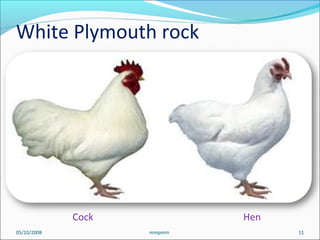 Cock Hen
05/10/2008 11mmpmm
White Plymouth rock
 