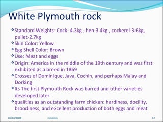 05/10/2008 mmpmm 12
Standard Weights: Cock- 4.3kg , hen-3.4kg , cockerel-3.6kg,
pullet-2.7kg
Skin Color: Yellow
Egg Shell Color: Brown
Use: Meat and eggs
Origin: America in the middle of the 19th century and was first
exhibited as a breed in 1869
Crosses of Dominique, Java, Cochin, and perhaps Malay and
Dorking
Its The first Plymouth Rock was barred and other varieties
developed later
qualities as an outstanding farm chicken: hardiness, docility,
broodiness, and excellent production of both eggs and meat
White Plymouth rock
 