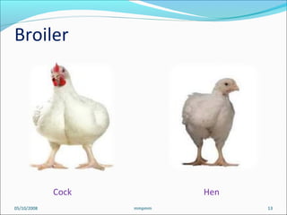 Cock Hen
05/10/2008 13mmpmm
Broiler
 