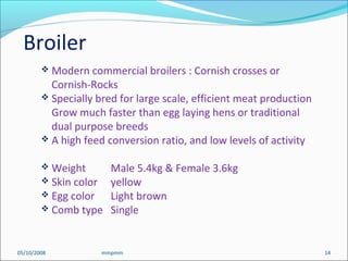 05/10/2008 mmpmm 14
 Modern commercial broilers : Cornish crosses or
Cornish-Rocks
 Specially bred for large scale, efficient meat production
Grow much faster than egg laying hens or traditional
dual purpose breeds
 A high feed conversion ratio, and low levels of activity
 Weight Male 5.4kg & Female 3.6kg
 Skin color yellow
 Egg color Light brown
 Comb type Single
Broiler
 