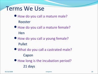 05/10/2008 20mmpmm
Terms We Use
How do you call a mature male?
Rooster
How do you call a mature female?
Hen
How do you call a young female?
Pullet
What do you call a castrated male?
Capon
How long is the incubation period?
21 days
 