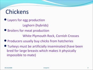 05/10/2008 4mmpmm
Layers for egg production
Leghorn (hybrids)
Broilers for meat production
White Plymouth Rock, Cornish Crosses
Producers usually buy chicks from hatcheries
Turkeys must be artificially inseminated (have been
bred for large breasts which makes it physically
impossible to mate)
Chickens
 