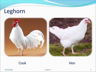 Cook Hen
05/10/2008 5mmpmm
Leghorn
 