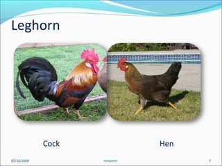 Cock Hen
05/10/2008 7mmpmm
Leghorn
 