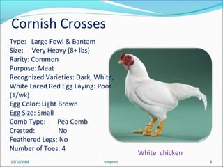 White chicken
05/10/2008 8mmpmm
Cornish Crosses
Type: Large Fowl & Bantam
Size: Very Heavy (8+ lbs)
Rarity: Common
Purpose: Meat
Recognized Varieties: Dark, White,
White Laced Red Egg Laying: Poor
(1/wk)
Egg Color: Light Brown
Egg Size: Small
Comb Type: Pea Comb
Crested: No
Feathered Legs: No
Number of Toes: 4
 