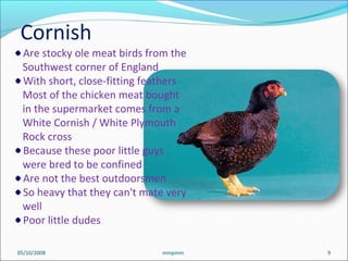 05/10/2008 mmpmm 9
Are stocky ole meat birds from the
Southwest corner of England
With short, close-fitting feathers
Most of the chicken meat bought
in the supermarket comes from a
White Cornish / White Plymouth
Rock cross
Because these poor little guys
were bred to be confined
Are not the best outdoorsmen
So heavy that they can't mate very
well
Poor little dudes
Cornish
 