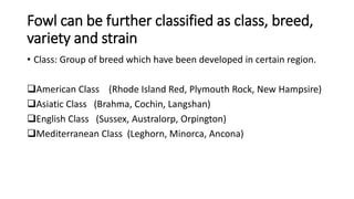Fowl can be further classified as class, breed,
variety and strain
• Class: Group of breed which have been developed in certain region.
American Class (Rhode Island Red, Plymouth Rock, New Hampsire)
Asiatic Class (Brahma, Cochin, Langshan)
English Class (Sussex, Australorp, Orpington)
Mediterranean Class (Leghorn, Minorca, Ancona)
 