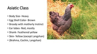 Asiatic Class
• Body Size- Heavy
• Egg Shell Color- Brown
• Broody with motherly Instinct
• Ear lobes- Red, mostly
• Shank- Feathered yellow
• Skin- Yellow (except Langshan)
• (Brahma, Cochin, Langshan)
 