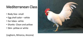 Mediterranean Class
• Body Size- small
• Egg shell color – white
• Ear lobes- white
• Shanks- Clean and yellow
• Skin- yellow or white
(Leghorn, Minorca, Ancona)
 