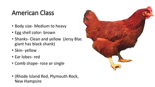 American Class
• Body size- Medium to heavy
• Egg shell color- brown
• Shanks- Clean and yellow (Jersy Black
giant has black shank)
• Skin- yellow
• Ear lobes- red
• Comb shape- rose or single
• (Rhode Island Red, Plymouth Rock,
New Hampsire
 