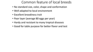 Common feature of local breeds
• No standard size, color, shape and conformation
• Well adapted to local environment
• Excellent broodiness trait
• Poor layer (average 80 eggs per year)
• Hardy and resistant to many tropical diseases
• Good for table purpose for better flavor and test
 