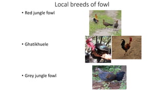 Local breeds of fowl
• Red jungle fowl
• Ghatikhuele
• Grey jungle fowl
 