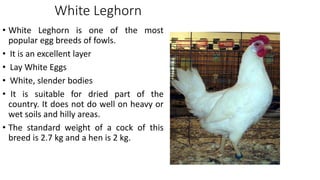 White Leghorn
• White Leghorn is one of the most
popular egg breeds of fowls.
• It is an excellent layer
• Lay White Eggs
• White, slender bodies
• It is suitable for dried part of the
country. It does not do well on heavy or
wet soils and hilly areas.
• The standard weight of a cock of this
breed is 2.7 kg and a hen is 2 kg.
 