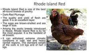 Rhode Island Red
• Rhode Island Red is one of the best
all-round breeds of poultry.
• Dark-Red Plumage
• The quality and yield of flesh are
good. It is an excellent layer.
• The eggs are brown-shelled and are
large in size.
• Among the exotic breeds introduced
in Nepal, Rhode Island Red is by far
the most popular. It is the hardiest of
all breeds.
• It can withstand extreme climatic
conditions in cold, wet and heavy
rainfall regions. The standard weight
of the cock is 3.8 kgs and of hen 3
kgs.
 