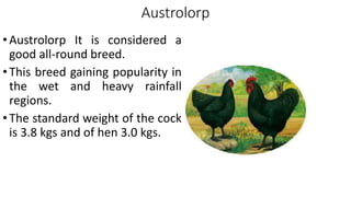 Austrolorp
•Austrolorp It is considered a
good all-round breed.
•This breed gaining popularity in
the wet and heavy rainfall
regions.
•The standard weight of the cock
is 3.8 kgs and of hen 3.0 kgs.
 