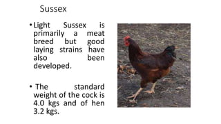 Sussex
•Light Sussex is
primarily a meat
breed but good
laying strains have
also been
developed.
• The standard
weight of the cock is
4.0 kgs and of hen
3.2 kgs.
 