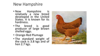New Hampshire
• New Hampshire is
relatively a new breed
developed in the United
States. It is known for its
hardiness.
• The breed is good
producer of large brown
shelled eggs.
• Orange-Red Plumage
• The standard weight of
the cock is 3.8 kgs and of
hen 2.7 kgs.
 