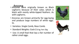 Ancona• Anconas were originally known as Black
Leghorns because of their color, which is
black with evenly white-tipped feathers. As
with Leghorns.
• Anconas are known primarily for egg-laying
and produce large numbers of white eggs.
te.
• Varieties: Single Comb, Rose Comb.
• Standard Weights: Cock-2.6 kg; hen-2kg
• Use: A small fowl that lays a fair number of
rather small eggs.
 