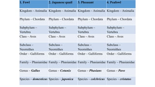1. Fowl 2. Japanese quail 3. Pheasant 4. Peafowl
Kingdom – Animalia Kingdom – Animalia Kingdom – Animalia Kingdom – Animalia
Phylum – Chordata Phylum – Chordata Phylum – Chordata Phylum – Chordata
Subphylum –
Vertebra
Subphylum –
Vertebra
Subphylum –
Vertebra
Subphylum –
Vertebra
Class – Aves Class – Aves Class – Aves Class – Aves
Subclass –
Neornithes
Subclass –
Neornithes
Subclass –
Neornithes
Subclass –
Neornithes
Order – Galliforms Order – Galliforms Order – Galliforms Order – Galliforms
Family – Phasianidae Family – Phasianidae Family – Phasianidae Family – Phasianidae
Genus – Gallus Genus – Cotunix Genus – Phasians Genus – Pavo
Species – domesticus Species – japonica Species – colchricus Species – cristatus
 
