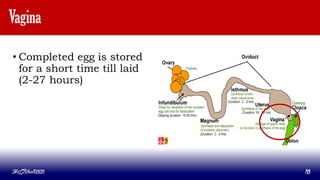 Vagina
• Completed egg is stored
for a short time till laid
(2-27 hours)
MLBibat2020 10
 