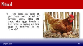 Natural
 the hen lay eggs (1
per day) over period of
several days after 21
days, the eggs hatch a
hen who is laying on her
eggs is referred to as
“broody”
MLBibat2020 12
 