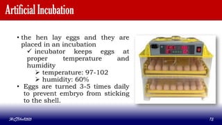 Artificial Incubation
• the hen lay eggs and they are
placed in an incubation
 incubator keeps eggs at
proper temperature and
humidity
 temperature: 97-102
 humidity: 60%
• Eggs are turned 3-5 times daily
to prevent embryo from sticking
to the shell.
MLBibat2020 13
 