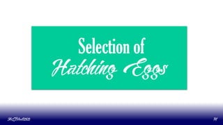 Selection of
Hatching Eggs
MLBibat2020 14
 