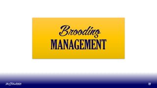 Brooding
MANAGEMENT
MLBibat2020 18
 