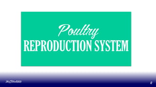 Poultry
REPRODUCTION SYSTEM
MLBibat2020
2
 