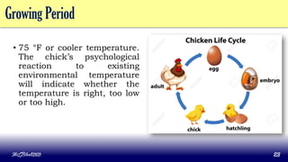 Growing Period
• 75 °F or cooler temperature.
The chick’s psychological
reaction to existing
environmental temperature
will indicate whether the
temperature is right, too low
or too high.
MLBibat2020 23
 