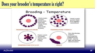 Does your brooder’s temperature is right?
MLBibat2020 24
 
