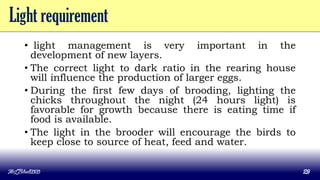 Light requirement
• light management is very important in the
development of new layers.
• The correct light to dark ratio in the rearing house
will influence the production of larger eggs.
• During the first few days of brooding, lighting the
chicks throughout the night (24 hours light) is
favorable for growth because there is eating time if
food is available.
• The light in the brooder will encourage the birds to
keep close to source of heat, feed and water.
MLBibat2020 29
 