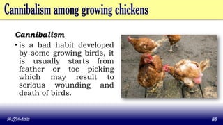 Cannibalism among growing chickens
Cannibalism
• is a bad habit developed
by some growing birds, it
is usually starts from
feather or toe picking
which may result to
serious wounding and
death of birds.
MLBibat2020 35
 