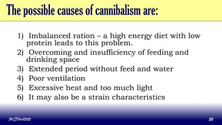 The possible causes of cannibalism are:
1) Imbalanced ration – a high energy diet with low
protein leads to this problem.
2) Overcoming and insufficiency of feeding and
drinking space
3) Extended period without feed and water
4) Poor ventilation
5) Excessive heat and too much light
6) It may also be a strain characteristics
MLBibat2020 36
 