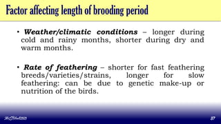 Factor affecting length of brooding period
• Weather/climatic conditions – longer during
cold and rainy months, shorter during dry and
warm months.
• Rate of feathering – shorter for fast feathering
breeds/varieties/strains, longer for slow
feathering: can be due to genetic make-up or
nutrition of the birds.
MLBibat2020 37
 