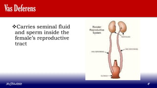 Vas Deferens
Carries seminal fluid
and sperm inside the
female’s reproductive
tract
MLBibat2020 4
 