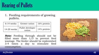 Pullet Rearing Development Poultry production management | PDF