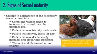 • Change in appearance of the secondary
sexual characters.
 Comb and wattles begin to
increase in size and the color
becomes red.
 Pullets become friendly and cackle
 Pullets instinctively looks for nest
 Pullets become docile (easily
manage) and gregarious (sociable)
 The vent and abdomen become
enlarge.
MLBibat2020 45
2. Signs of Sexual maturity
Note: the surest sign of sexual
maturity is the laying of the 1st
egg.
 
