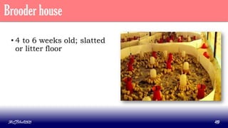 Brooder house
• 4 to 6 weeks old; slatted
or litter floor
MLBibat2020 49
 