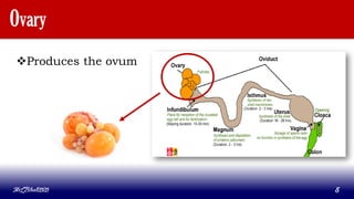 Ovary
Produces the ovum
MLBibat2020 5
 