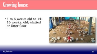 Growing house
• 4 to 6 weeks old to 14-
16 weeks, old; slatted
or litter floor
MLBibat2020 50
 