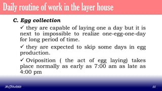 C. Egg collection
 they are capable of laying one a day but it is
next to impossible to realize one-egg-one-day
for long period of time.
 they are expected to skip some days in egg
production.
 Oviposition ( the act of egg laying) takes
place normally as early as 7:00 am as late as
4:00 pm
MLBibat2020 55
Daily routine of work in the layer house
 