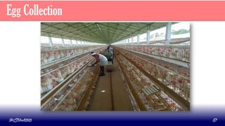 Egg Collection
MLBibat2020 57
 