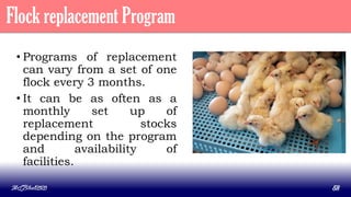 Flock replacement Program
• Programs of replacement
can vary from a set of one
flock every 3 months.
• It can be as often as a
monthly set up of
replacement stocks
depending on the program
and availability of
facilities.
MLBibat2020 58
 
