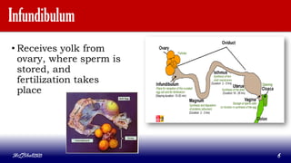 Infundibulum
• Receives yolk from
ovary, where sperm is
stored, and
fertilization takes
place
MLBibat2020 6
 